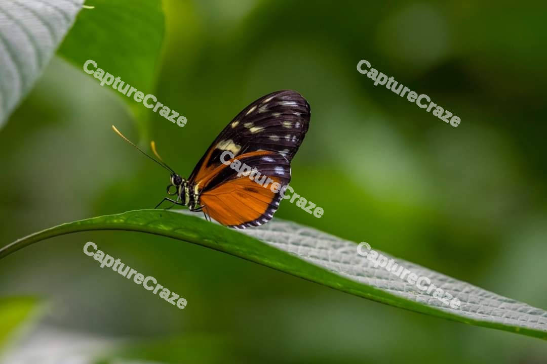 Butterfly on a green leaf